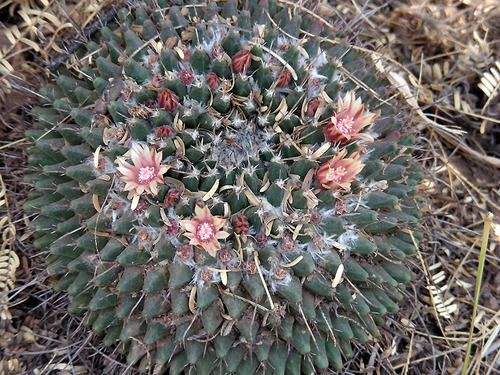 Mammillaria magnimamma (Mexican pincushion) — photo