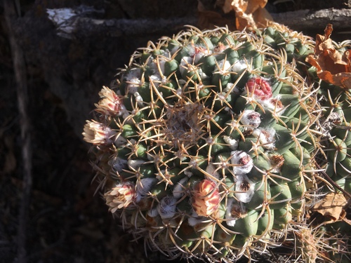 Mammillaria magnimamma (Mexican pincushion) — photo