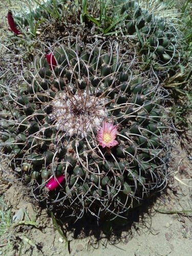 Mammillaria magnimamma