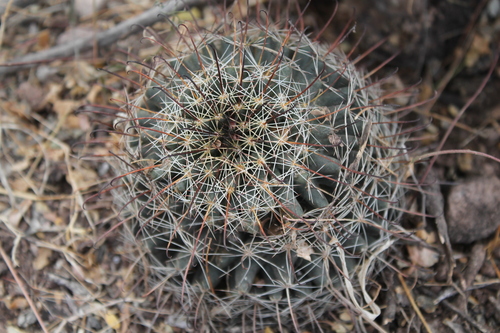 Mammillaria mainiae (Counterclockwise nipple cactus) — photo