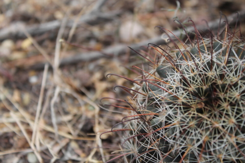 Mammillaria mainiae (Counterclockwise nipple cactus) — photo