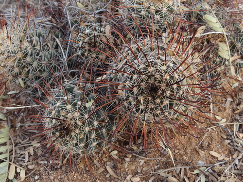 Mammillaria mainiae