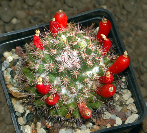 Mammillaria mammillaris — photo