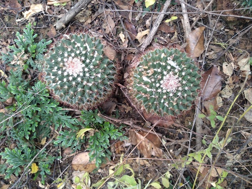 Mammillaria mammillaris — photo