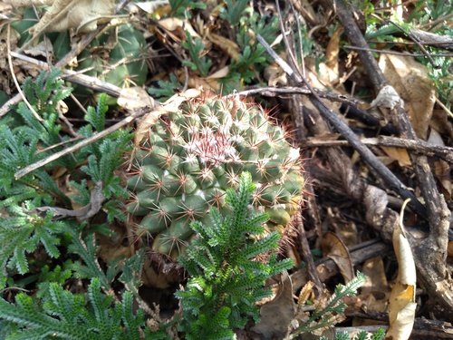 Mammillaria mammillaris