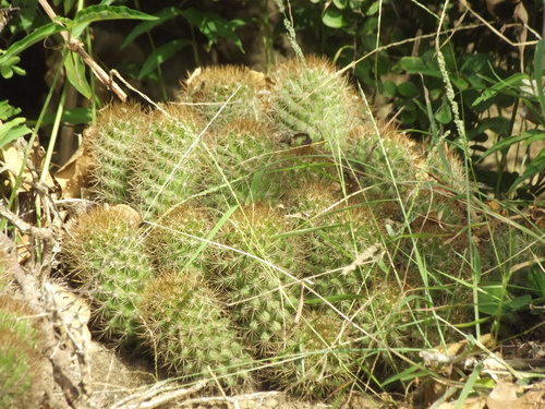 Mammillaria mazatlanensis — photo