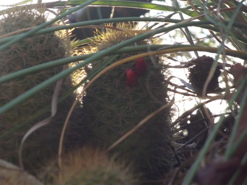 Mammillaria mazatlanensis — photo