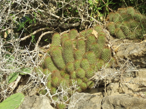 Mammillaria mazatlanensis