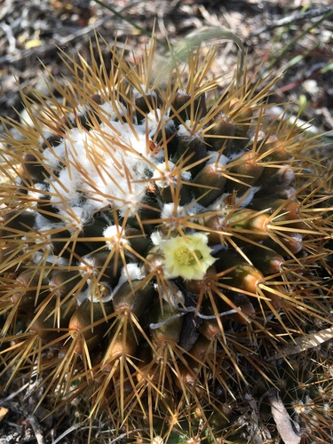 Mammillaria nivosa (Snowy cactus) — photo