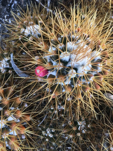 Mammillaria nivosa (Snowy cactus) — photo