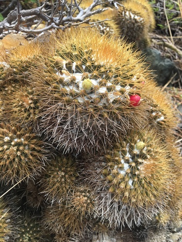 Mammillaria nivosa