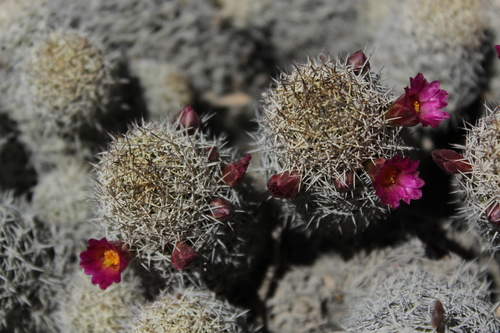 Mammillaria sphacelata — photo