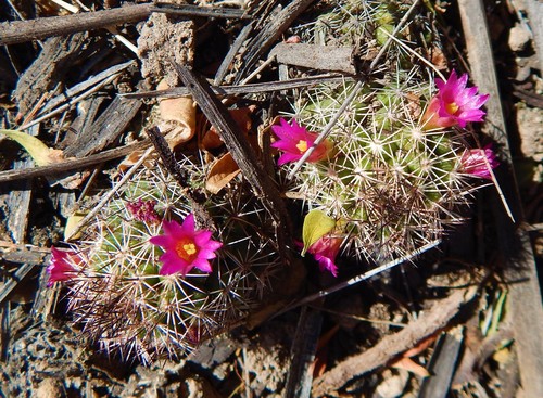 Mammillaria sphacelata — photo