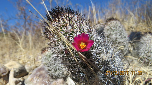 Mammillaria sphacelata