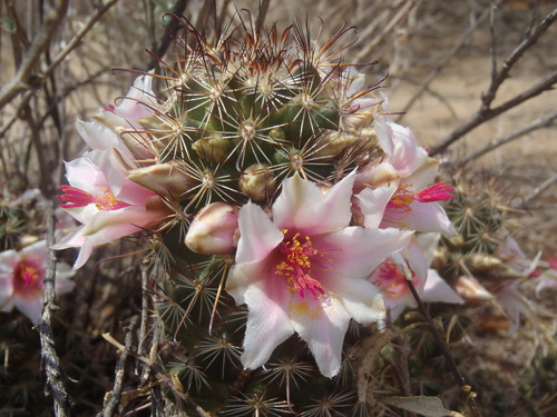 Mammillaria thornberi — photo