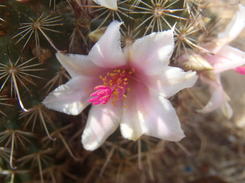 Mammillaria thornberi — photo
