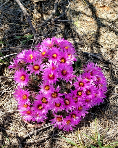 Mammillaria wrightii (Wright's nipple cactus) — photo