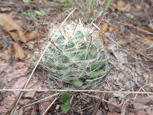 Mammillaria wrightii (Wright's nipple cactus) — photo