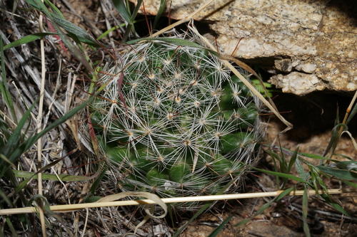 Mammillaria wrightii