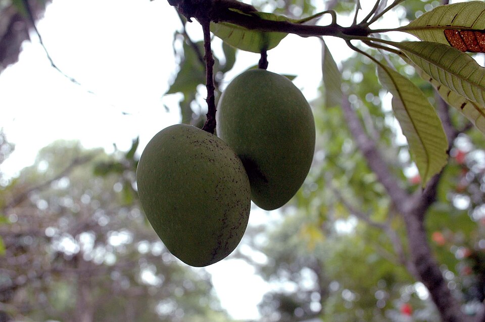 Mangifera andamanica — photo