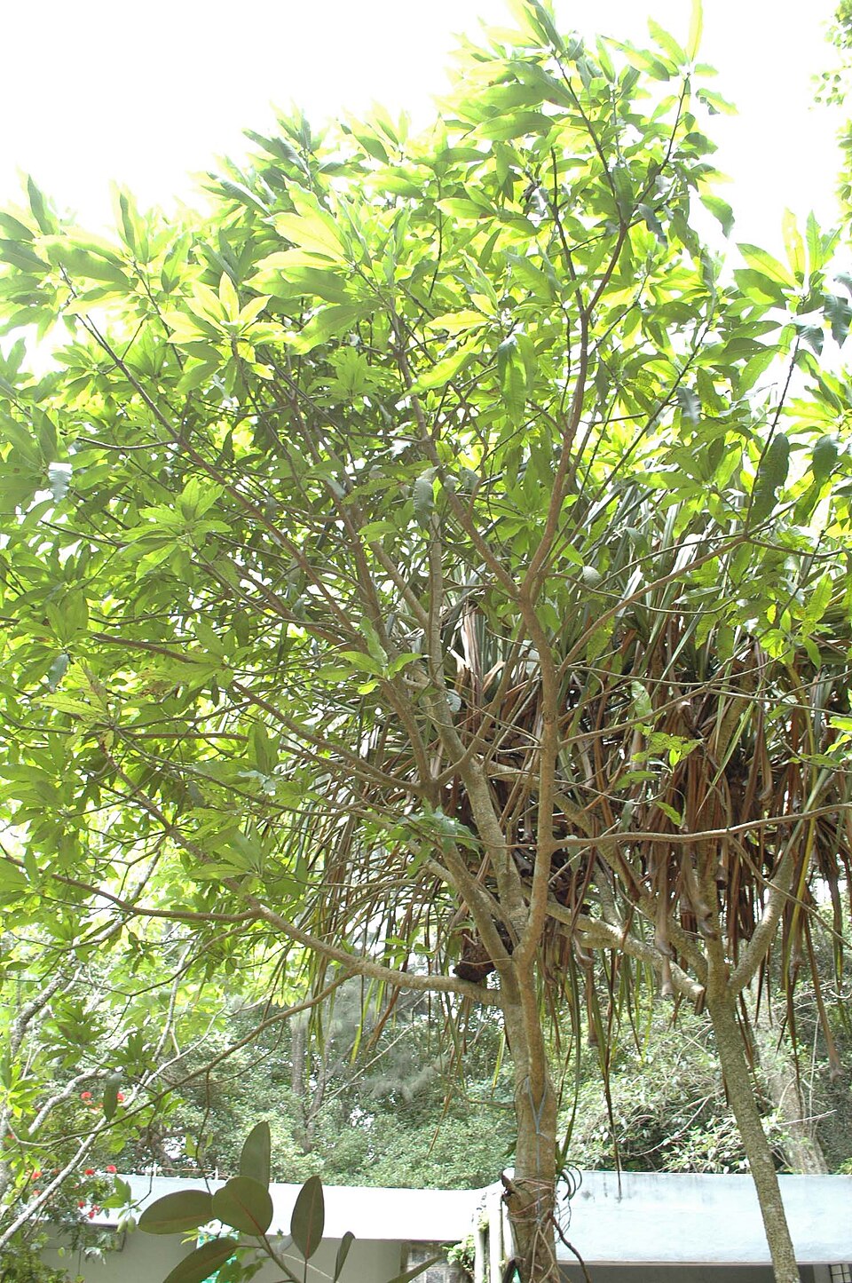 Mangifera andamanica