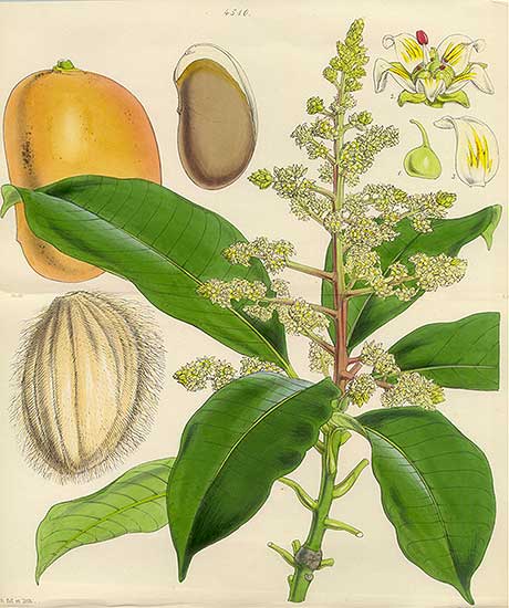 Mangifera equina