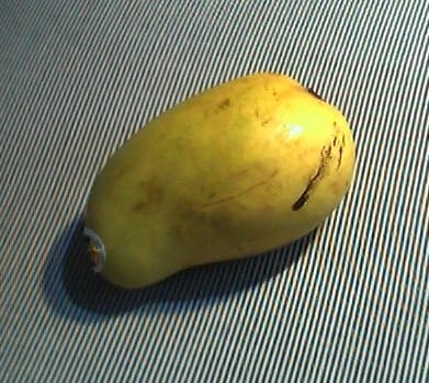 Mangifera kemanga (Kemang mango) — photo