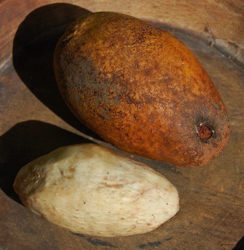 Mangifera kemanga (Kemang mango) — photo