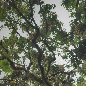 Mangifera laurina (Ayer mango) — photo