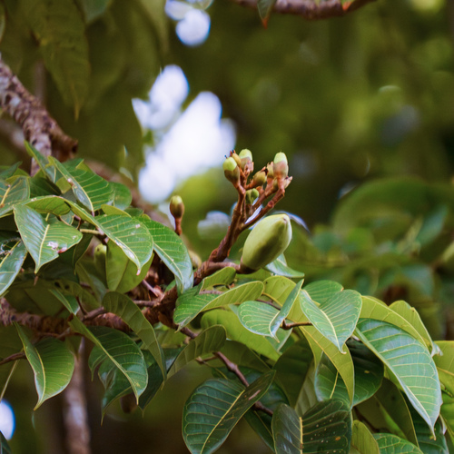 Mangifera monandra — photo