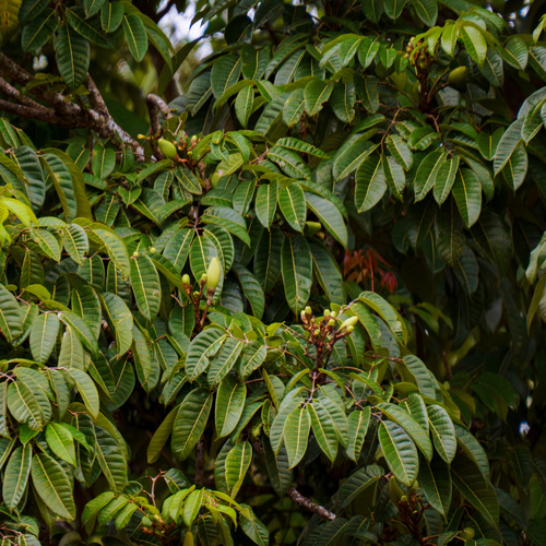 Mangifera monandra — photo