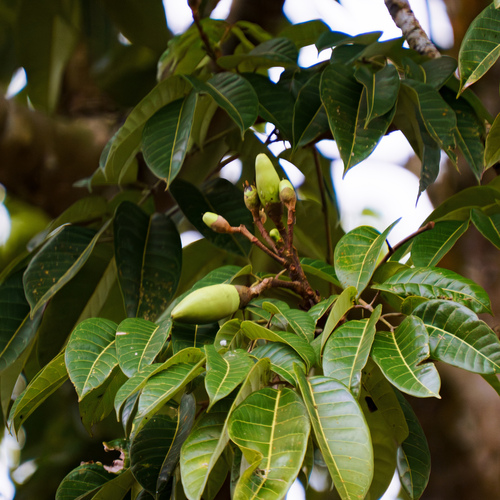Mangifera monandra