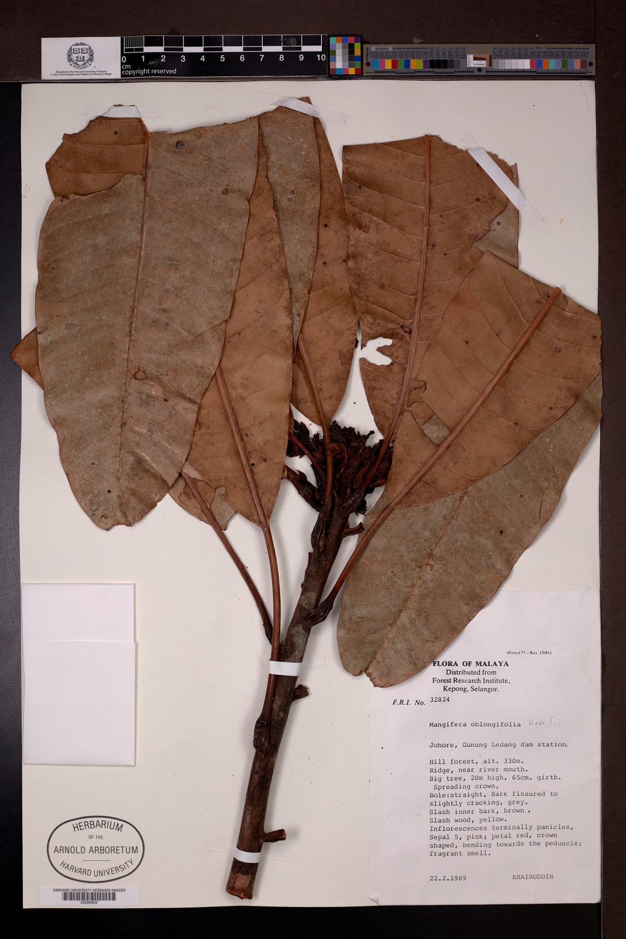 Mangifera oblongifolia