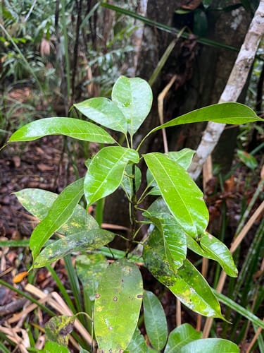 Mangifera parvifolia — photo