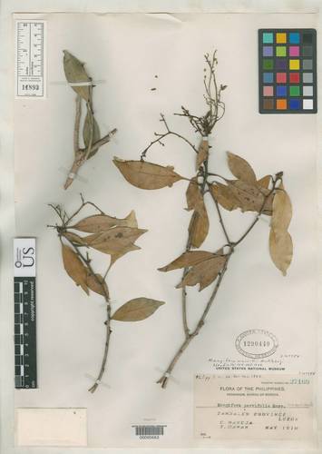 Mangifera parvifolia