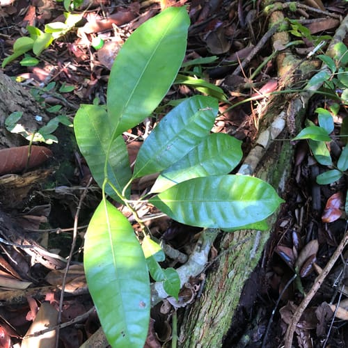Mangifera parvifolia — photo