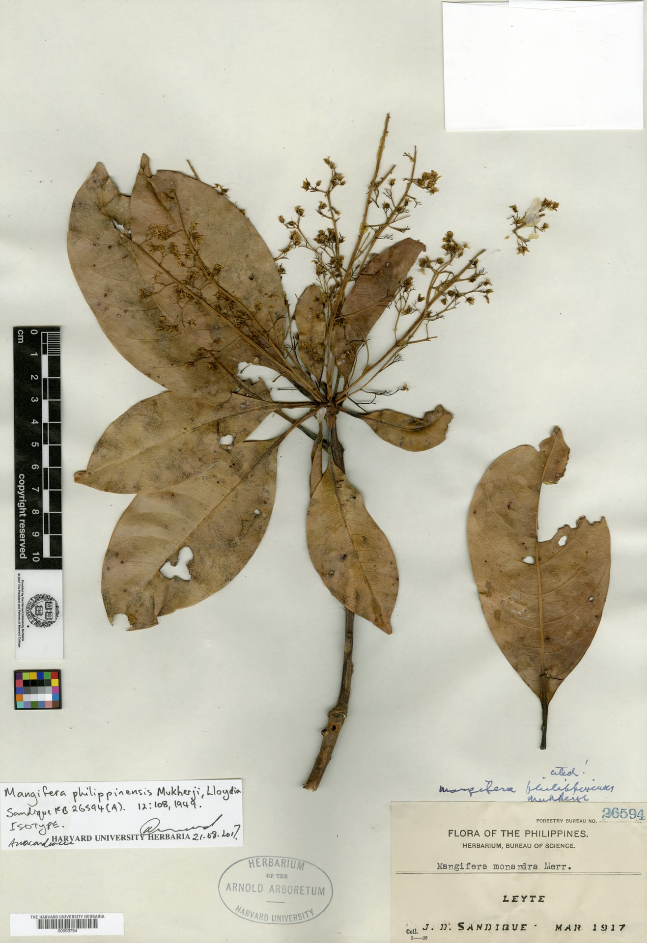 Mangifera philippinensis — photo