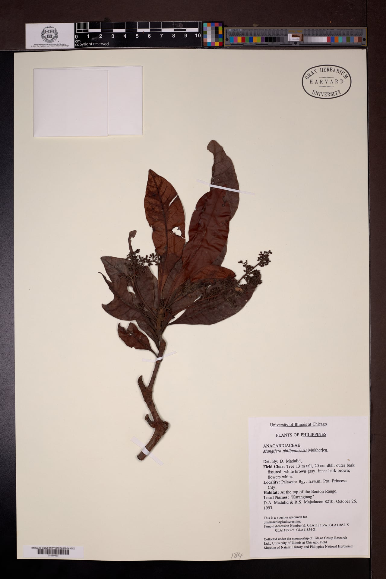 Mangifera philippinensis
