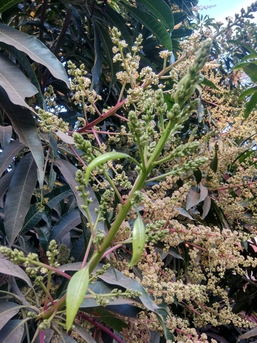 Mangifera siamensis (Menhe) — photo