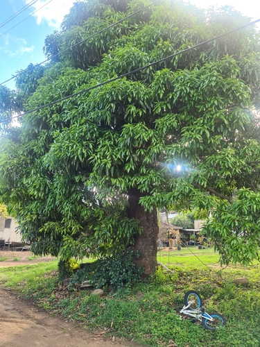 Mangifera siamensis
