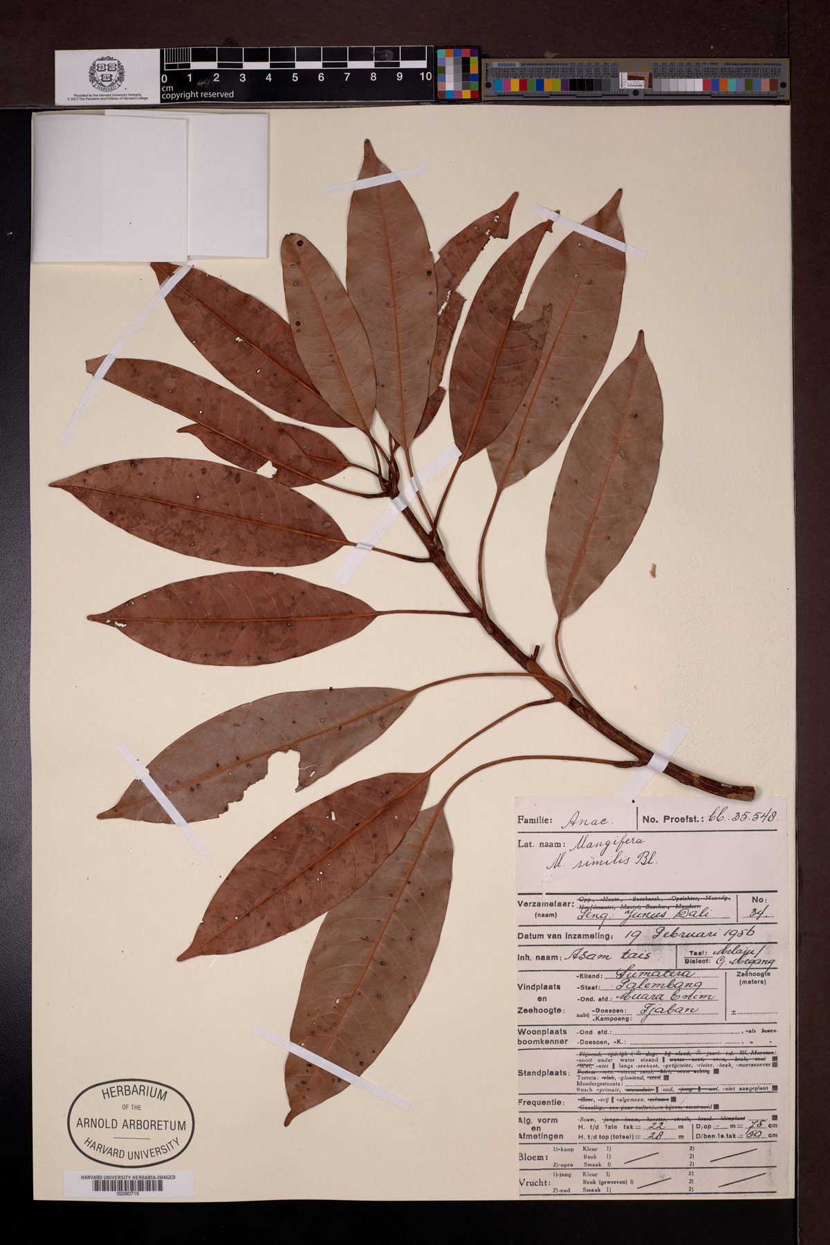 Mangifera similis (Pipit mango) — photo