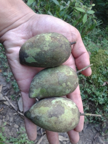Mangifera sylvatica (Winter mango) — photo