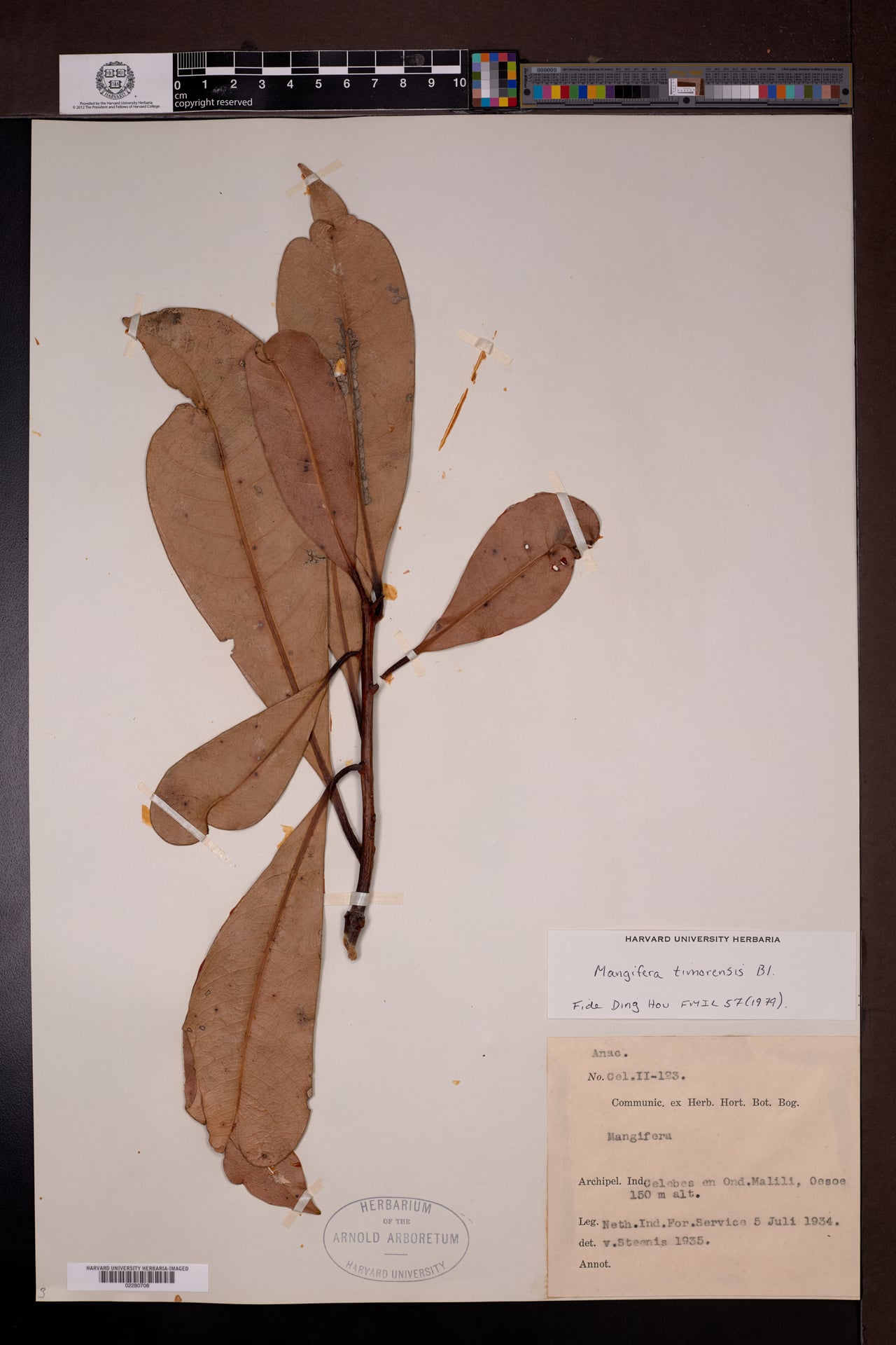Mangifera timorensis — photo
