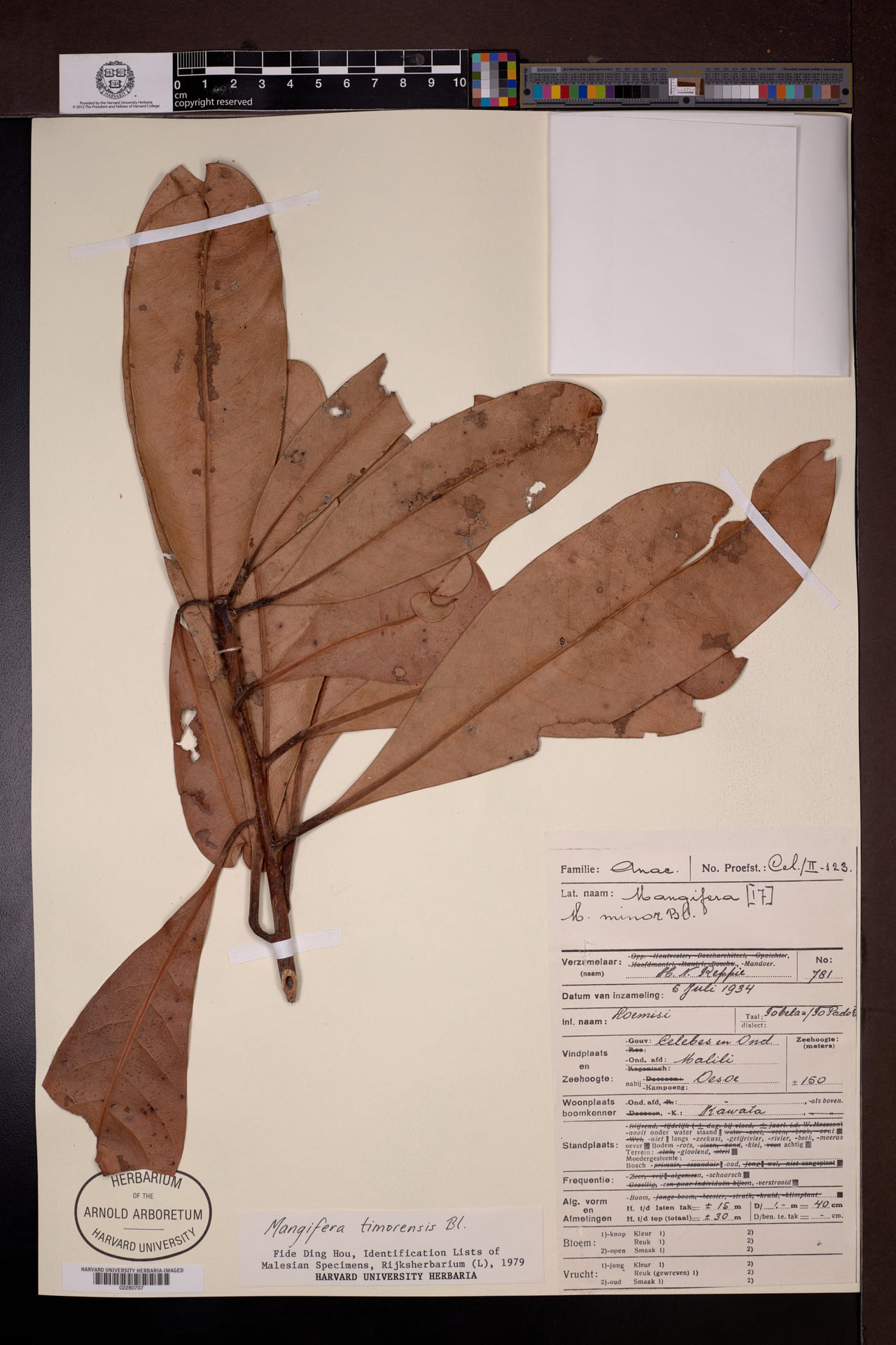 Mangifera timorensis — photo