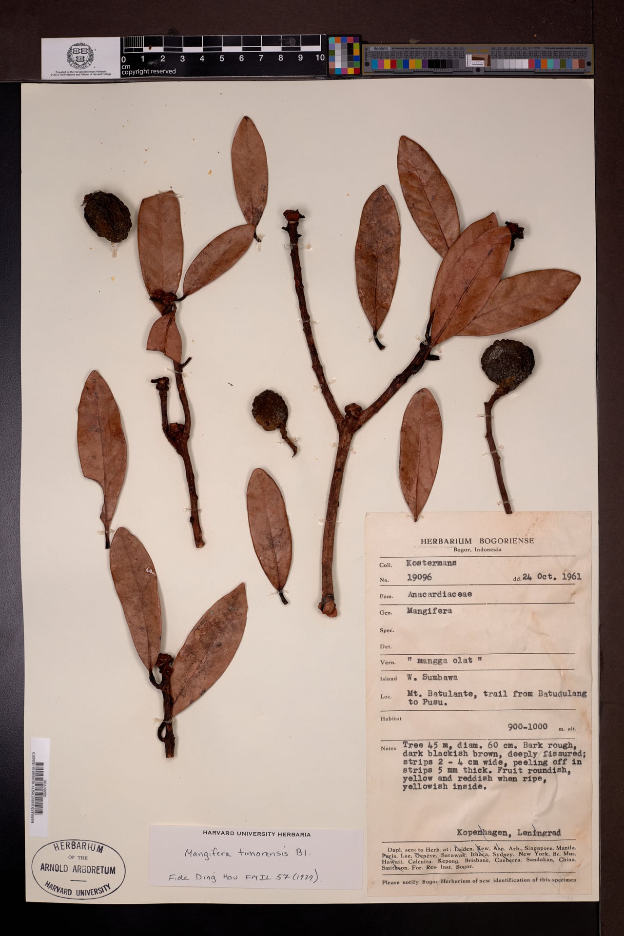 Mangifera timorensis