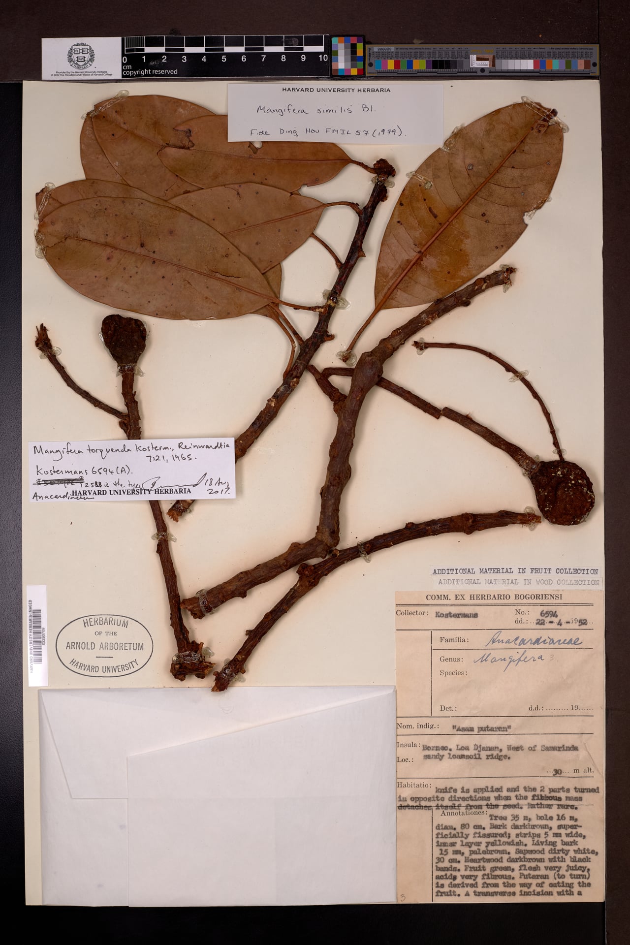 Mangifera torquenda