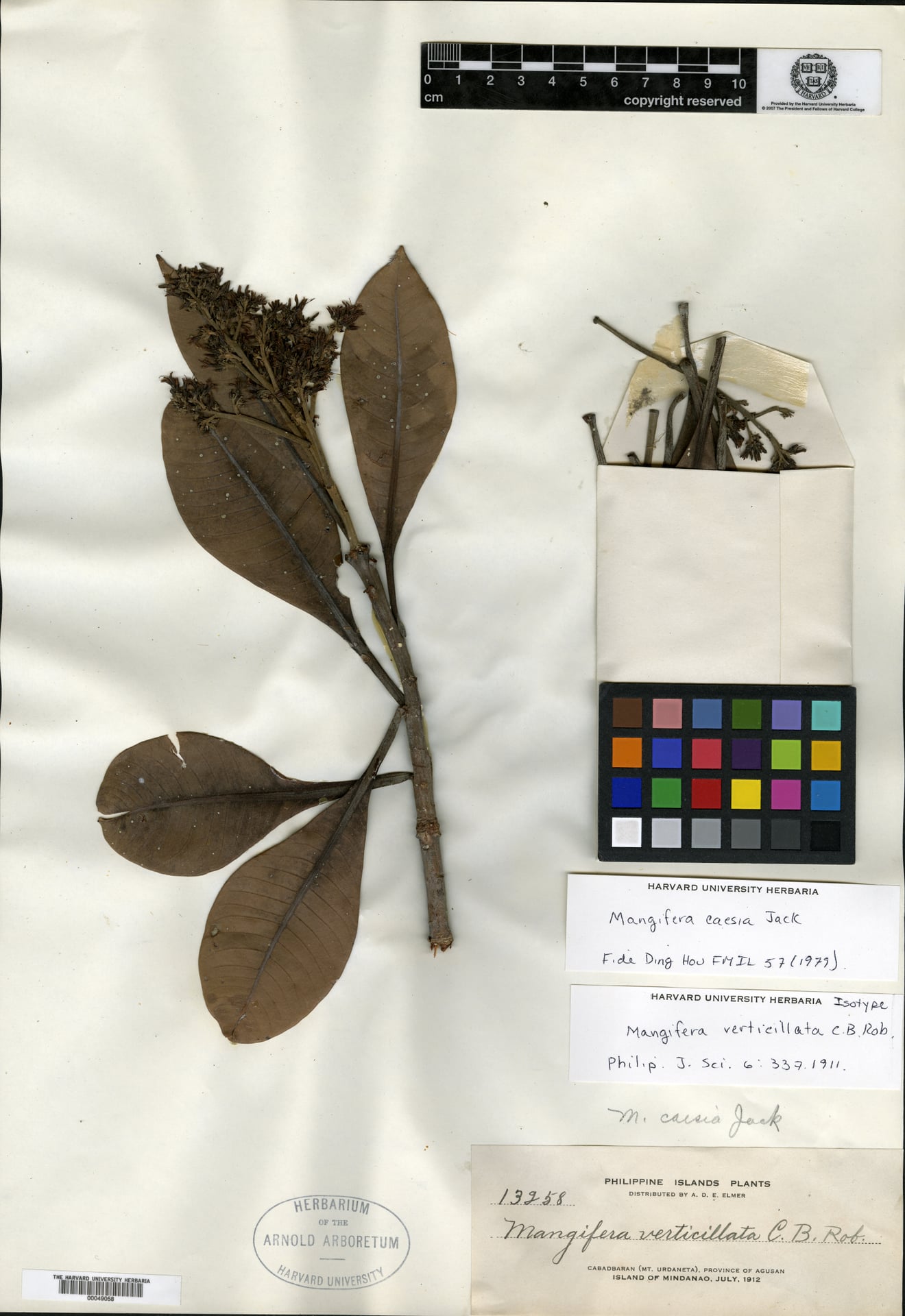 Mangifera verticillata — photo