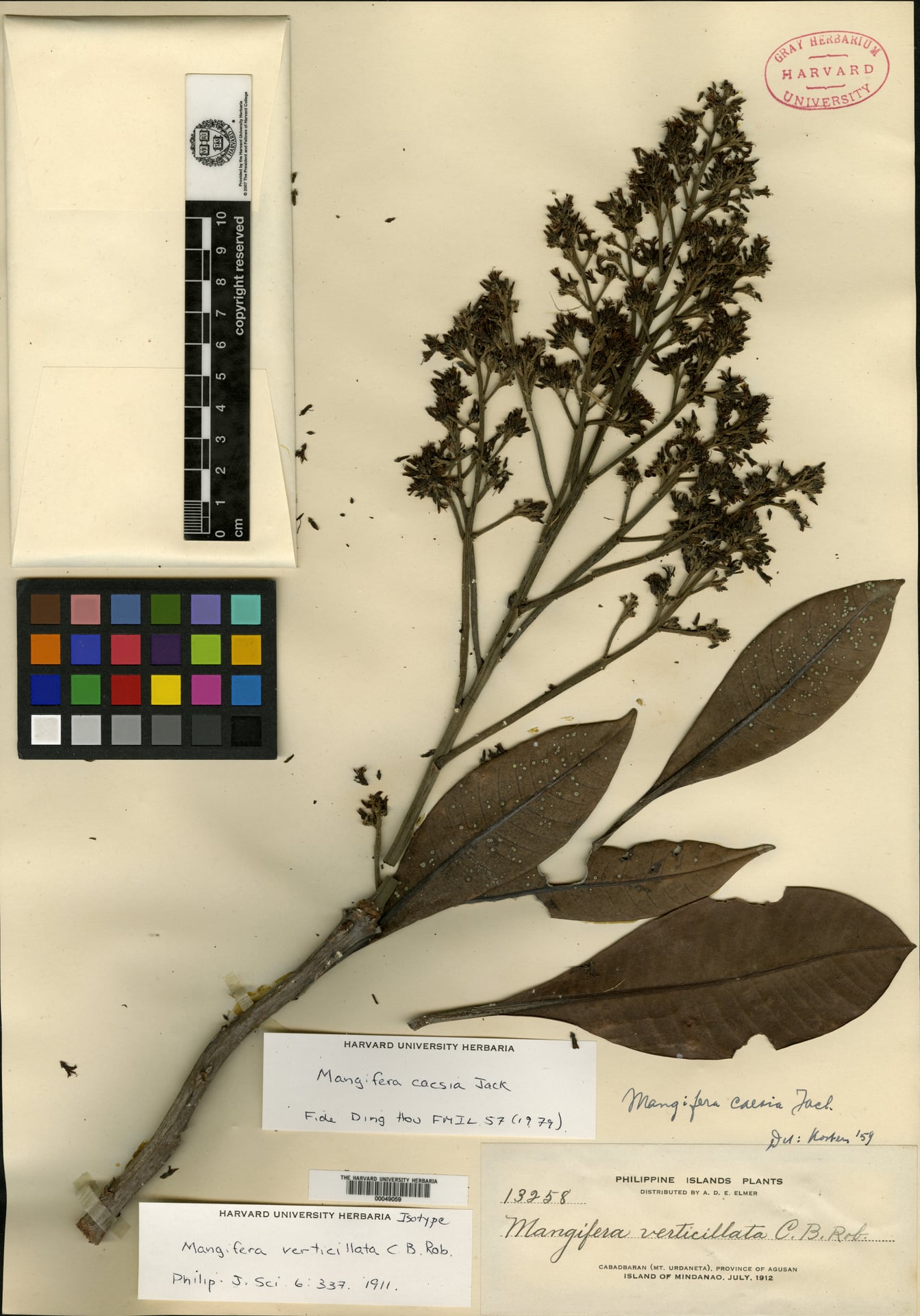 Mangifera verticillata — photo