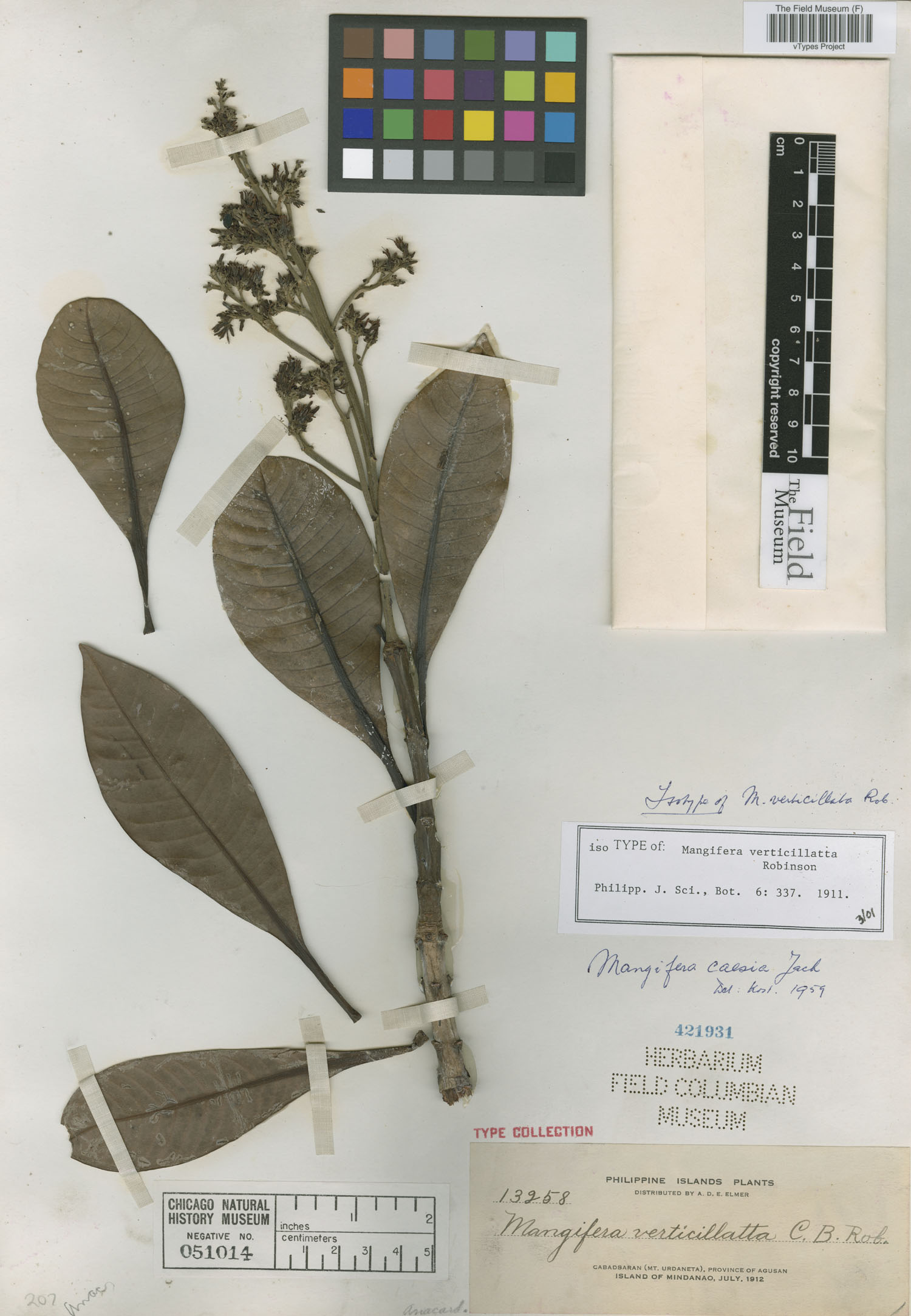 Mangifera verticillata