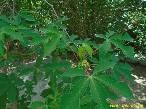 Manihot aesculifolia — photo